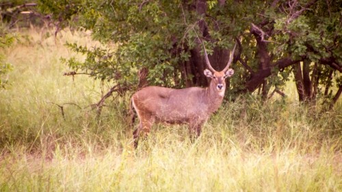 A Peaceful Safari in Pendjari National Park in Northern Benin