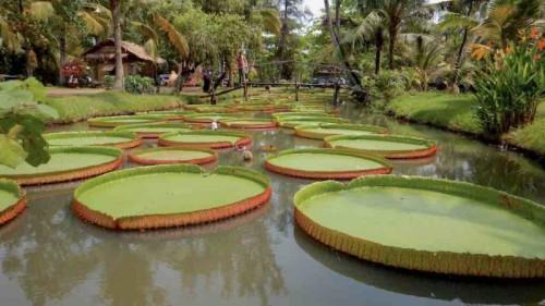 Binh Quoi Village - Bamboo Oasis in the City 