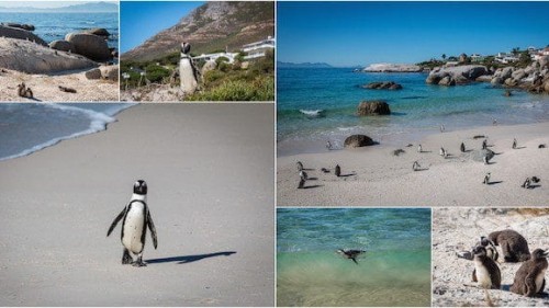 I loved Cape Town so much I couldn't leave