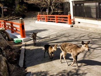 A visitors guide to Miyajima Island, Japan