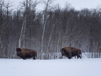 Elk Island National Park Bison 