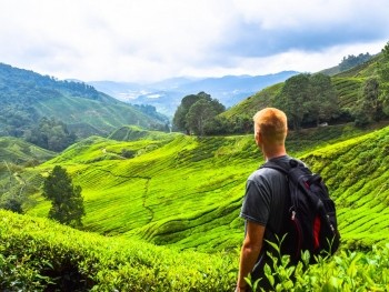 The Ultimate Backpacker's Guide to the Cameron Highlands, Malaysia
