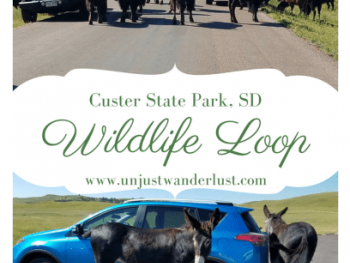 Custer State Park Wildlife Loop, South Dakota 