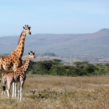 Nairobi County, Kenya